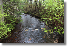 La Rivi&egrave;re Jaune